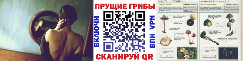 Галлюциногенные грибы GOLDEN TEACHER  Вольск 